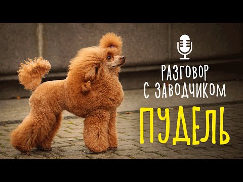 Разговор с заводчиком: пудель // всё о породе / собака породы пудель