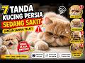 Hati-Hati! Ini Tanda Kucing Persia Tidak Sehat
