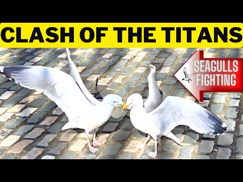 SEAGULLS FIGHTING FIERCELY TO DEATH | DUBLIN #seagull #dublin #ireland