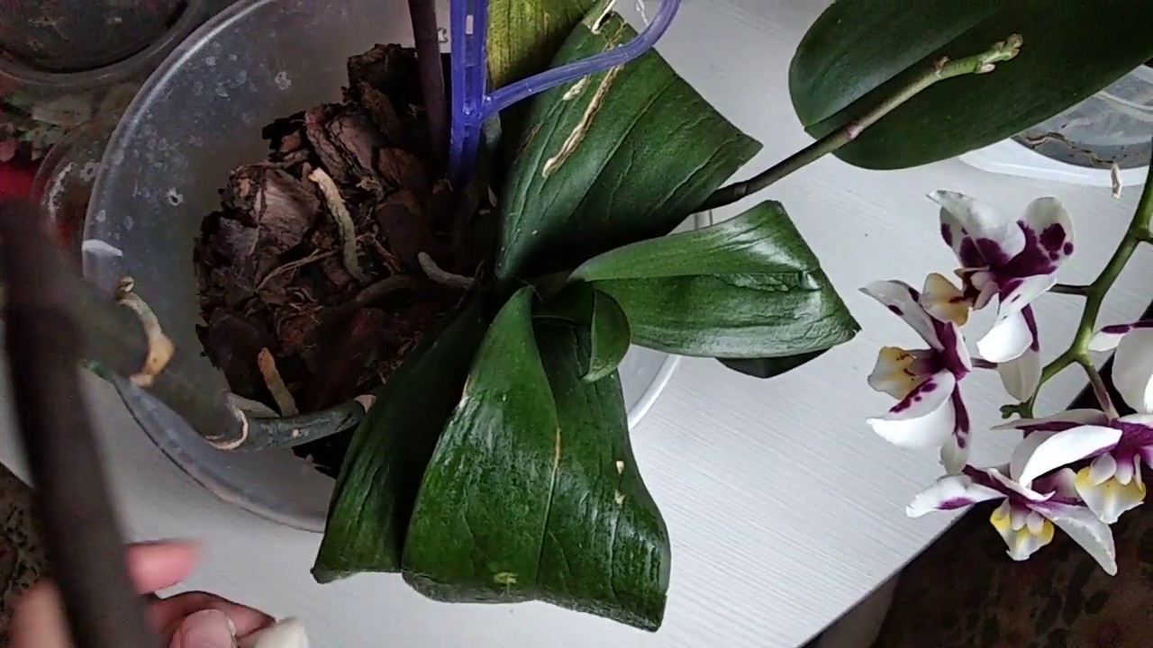 Орхидея фаленопсис листья. Тургор листьев орхидеи. Как восстановить тургор у орхидеи. Тургор у орхидеи. Тургор листьев орхидеи.