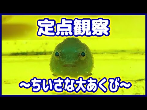 小さな体のダンゴウオが可愛くおおあくび Youtube