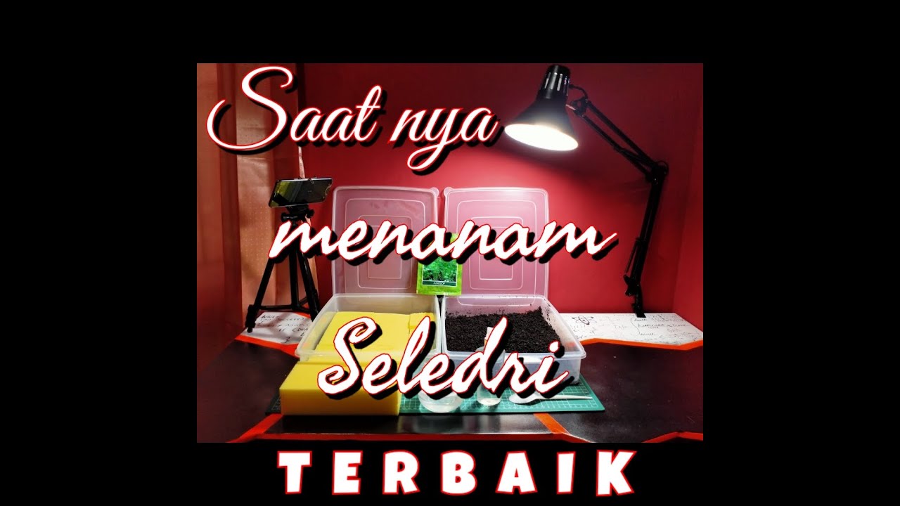 Cara menanam seledri terbaik #2 