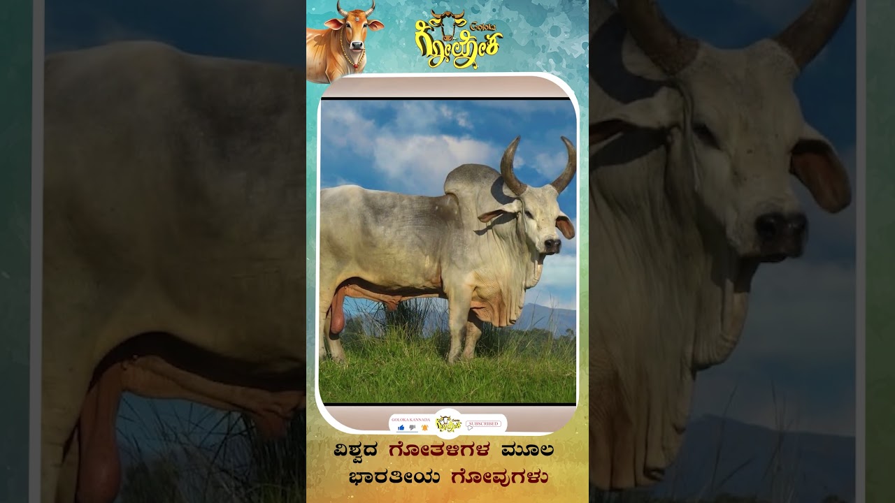 ವಿಶ್ವದ ಎಲ್ಲಾ ಗೋತಳಿಗಳ ಮೂಲ ಭಾರತೀಯ ಗೋವುಗಳು