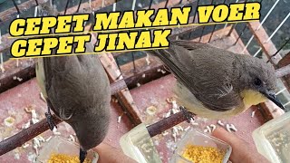 Merawat burung remetuk laut bahan pikatan/ombyokan itu mudah coy👍😁