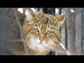Европейские лесные коты 10.03.2023