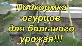 Огурцы- подкормка для БОЛЬШОГО урожая!