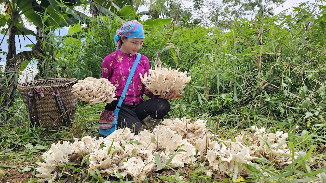 Mai 17 years old, harvests wild mushrooms to sell, happy life in the countryside | Hoang Thi Mai