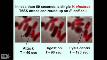 The extraordinary bacterial Type VI secretion machine