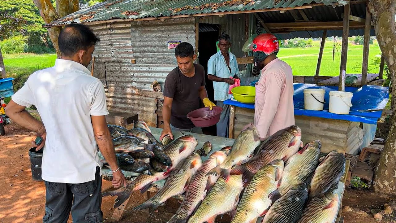 Tilapia , Rohu, Catla Fish In Fantastic Village Road Markert | Super Master Fish Cutting Excellent