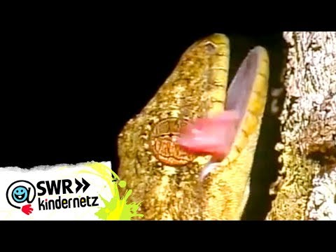 OLIs Wilde Welt - Geckos bei OLIs Wilde Welt | SWR Kindernetz