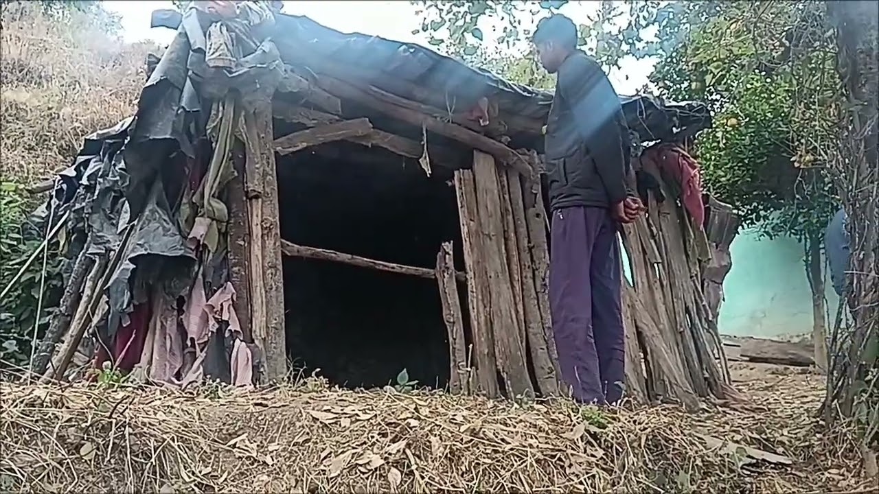 गौशाला मे घुस के 🐅बाघ ने गाय मार दी