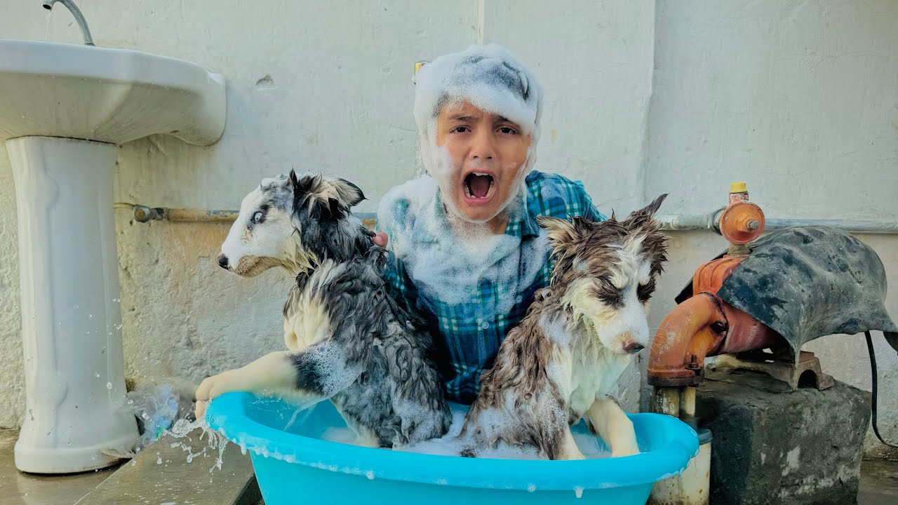 Ali ny khatarnak Husky puppies 🐶 ko nehla deya 😳 || Ali ki eyes me shampo chala gaya 🥺 ||