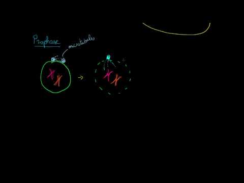 Vidéo: Quelle est la phase la plus importante de la mitose ?