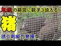 【狩猟】Vol.48 鬼嫁の箱罠に猪の親子が! 鬼嫁ファン必見?猪の誘引剤が効果を発揮!【イノシシ】【わな猟】【有害駆除】