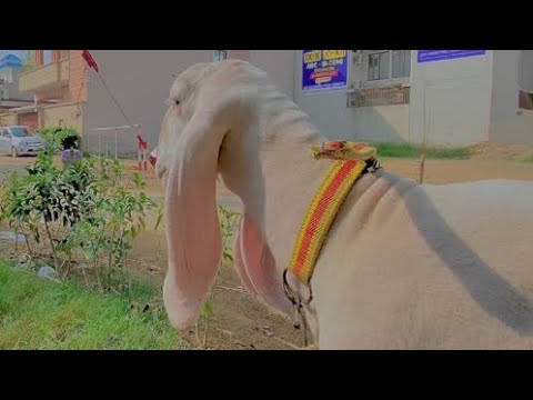 MY sheep video ￼edit ￼￼♥️😍