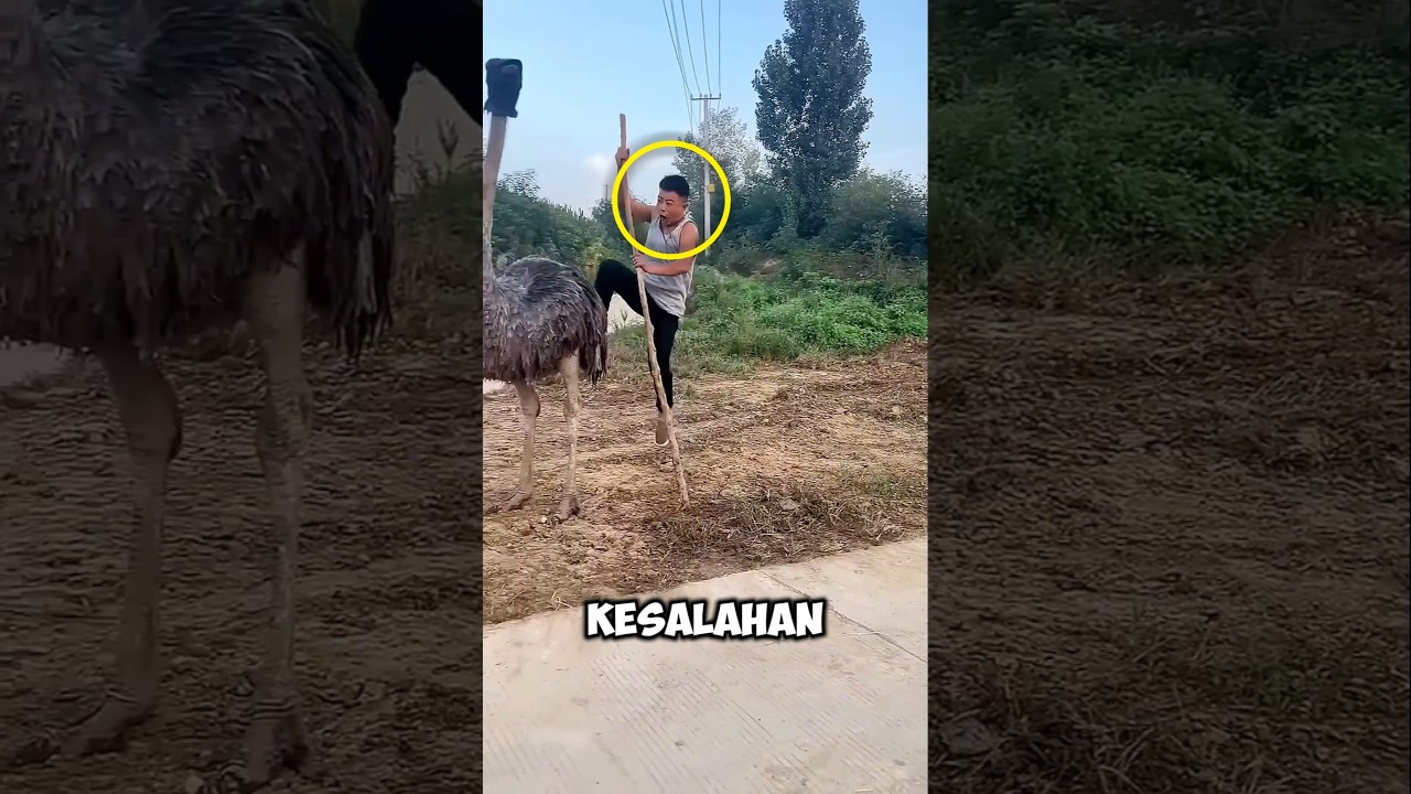 nekat naik burung unta, cowok ini auto nyesel 😱