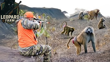South Africa’s Wild Hunt – The Battle Against Rampaging Monkeys and Baboons