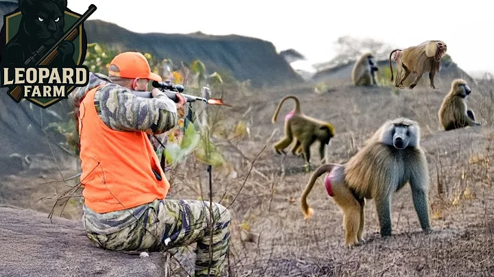 South Africa’s Wild Hunt – The Battle Against Rampaging Monkeys and Baboons