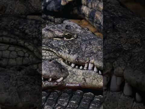 Parade amoureuse des crocodiles