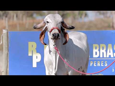 LOTE 03   RRP 8965 Verena de Brasília