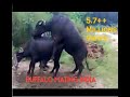 buffalo mating.3gp