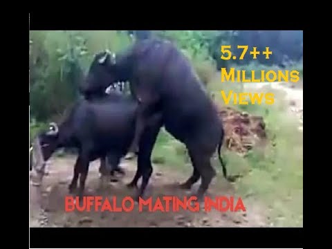 Buffalo Mating.3gp