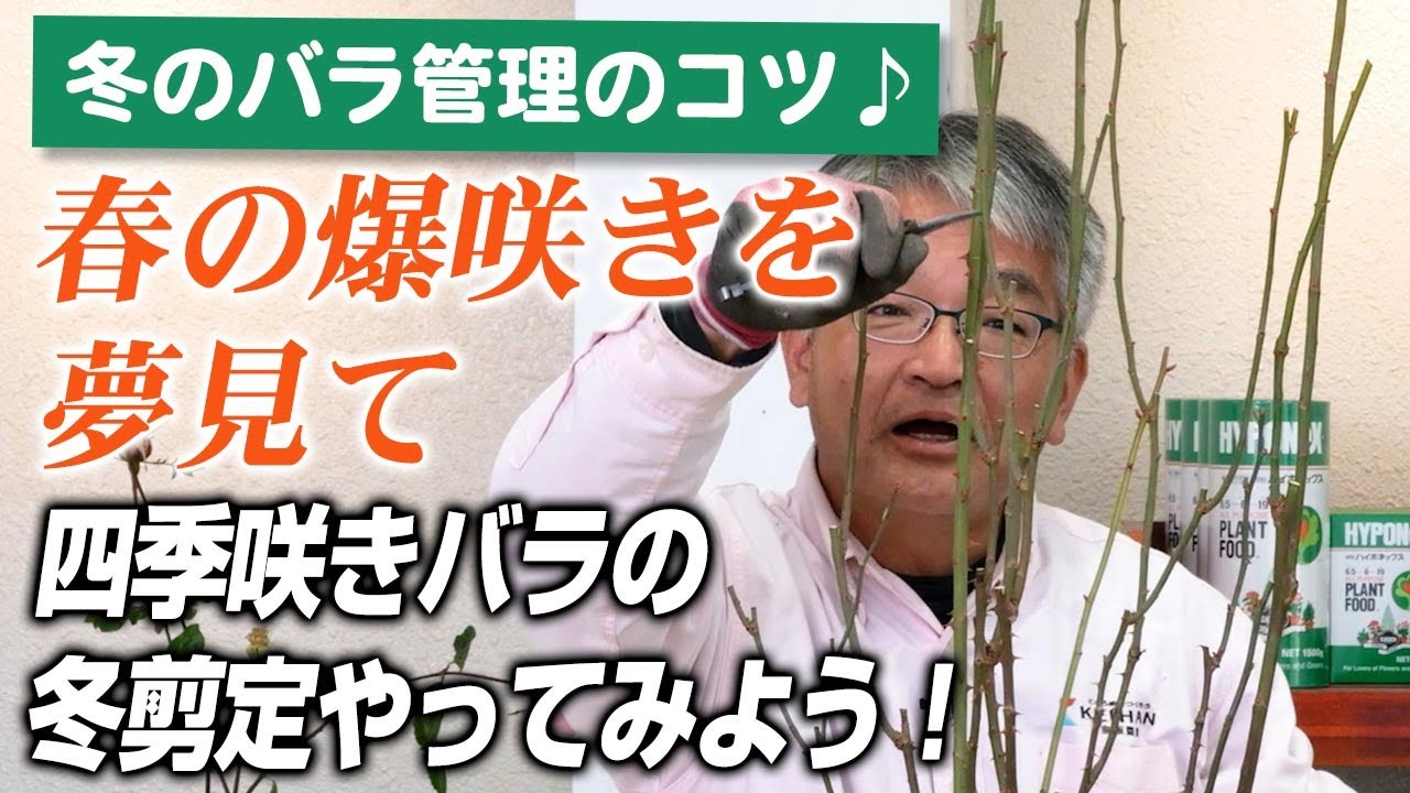【バラの育て方】冬のバラ管理のコツ♪春の爆咲きを夢見て:四季咲きバラの剪定やってみよう!(2026年1月30日)