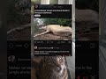 Humpback Whale Found DEAD In The Amazon Rainforest 🐋