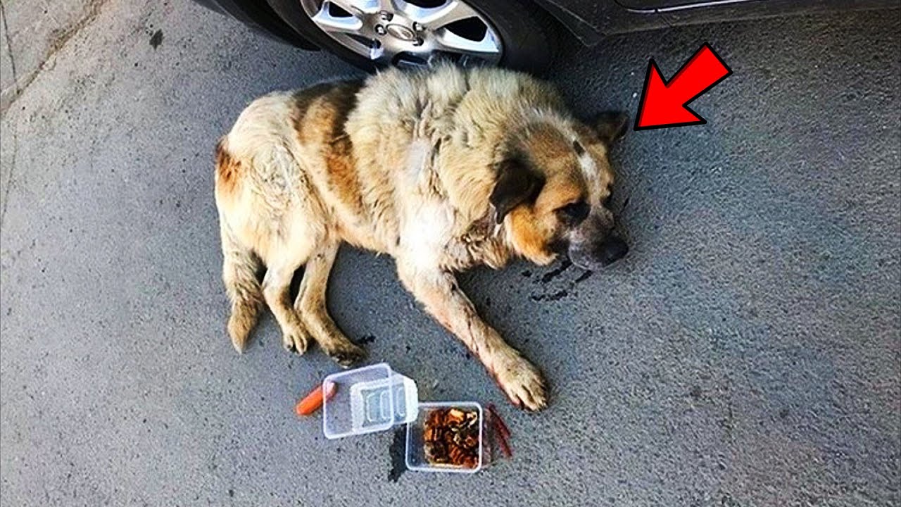 Пес 9 месяцев не отходил от пустой машины. Причина удивляет!