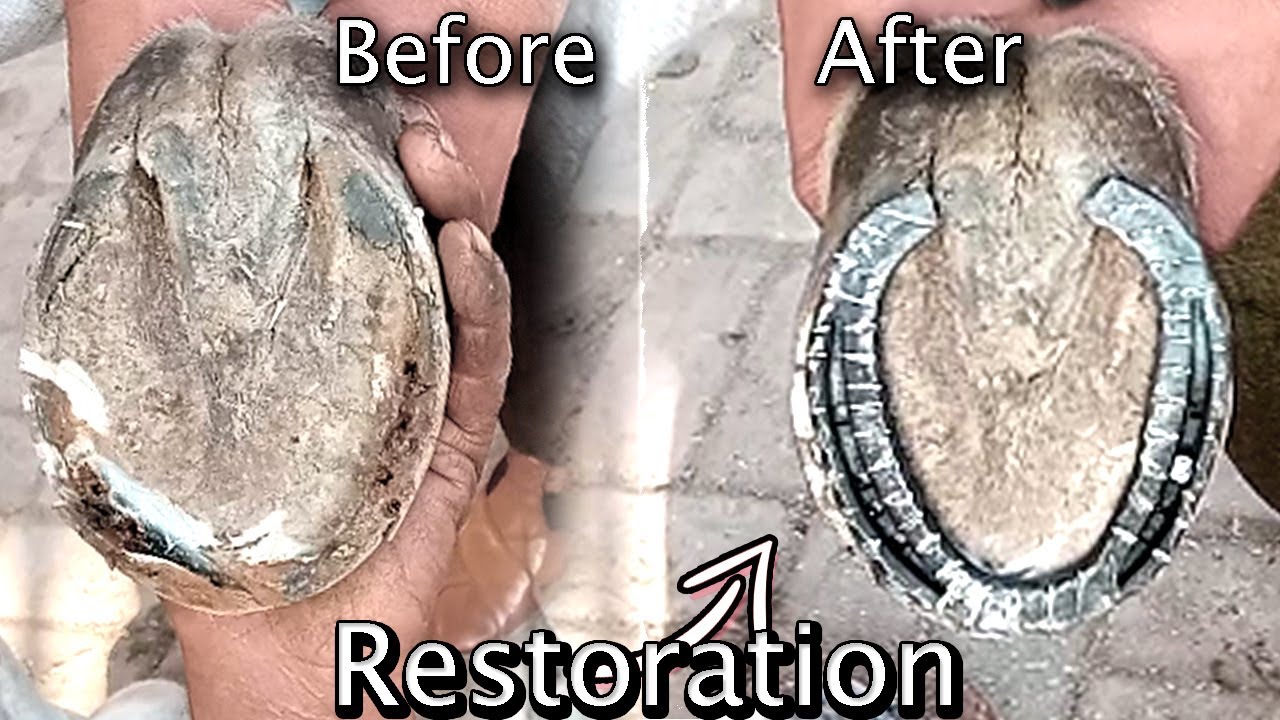 Restoration Satisfying Hoof, Horse YouTube