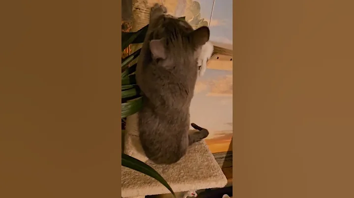 Watch the video about Chris Brown feat. Yuna Mina Cat - Under the Influence of Snacks #cat #cats #catvideos #chrisbrown