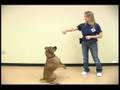 Dog Tricks : Sitting Pretty Dog Trick Dog Tricks : Sitting Pretty Dog Trick