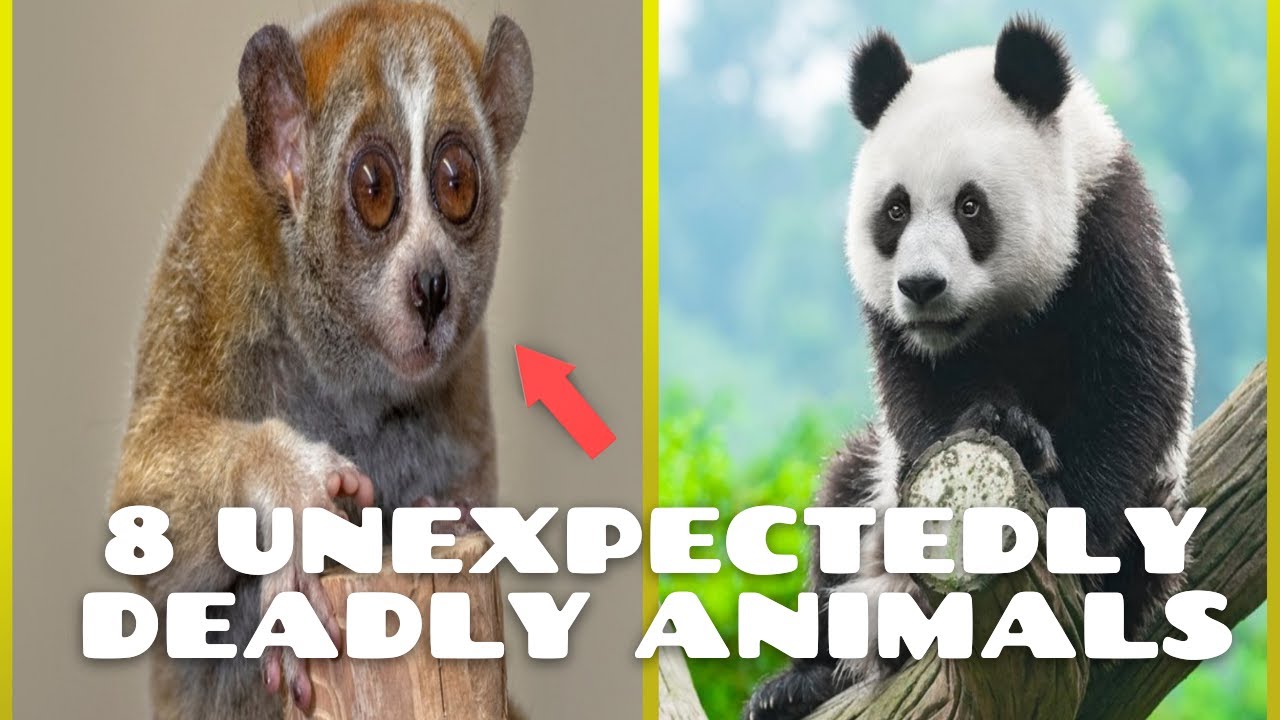 Deadly by Surprise: Eight Unexpected Dangerous Animals 1080p - YouTube