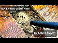 *HUGE* Yellow Jacket Nest In Attic floor - Wasp Nest Removal ASMR