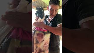 Este cultivo es una bendición #campo #agricultura #cacao #agro