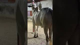 New Entry 2026 #jntv #vlogs #fcf #cowlover #dangerbull #qurbani2026 #viralvideo #domail #views #like