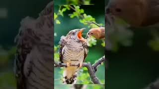 Burung Kedasih