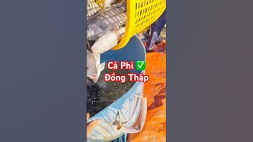 @carophivietnam ✅ Thu hoạch Cá Rô Phi đơn tính ở Miền Tây #cárôphi Đồng Tháp #tilapia @giathuysan