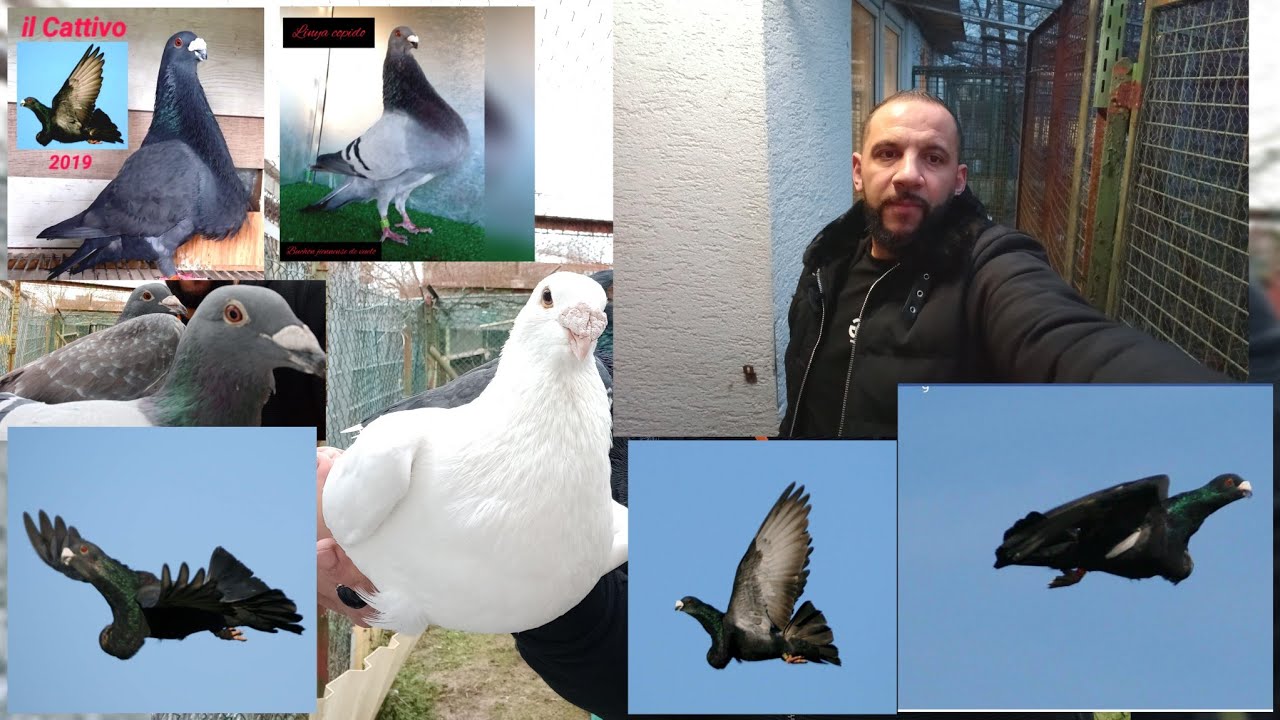 أحسن طريقة لبناء سلالة الحمام بالإخوة من أب واحد medios hermanos 2023 الجزء(2)