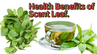 Powerful Medicinal Properties of Scent Leaf.