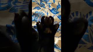 Gatito Paquito cat #petsfofinhos #cat #cute  #shorts