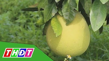Hồi sinh Bưởi đỏ Tiến Vua - sản vật quý hiếm ở xứ Thanh | THDT