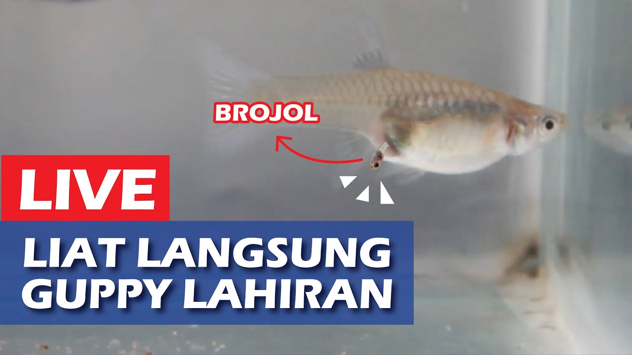 Proses Ikan Guppy Melahirkan atau Beranak (Guppies Giving Birth) YouTube