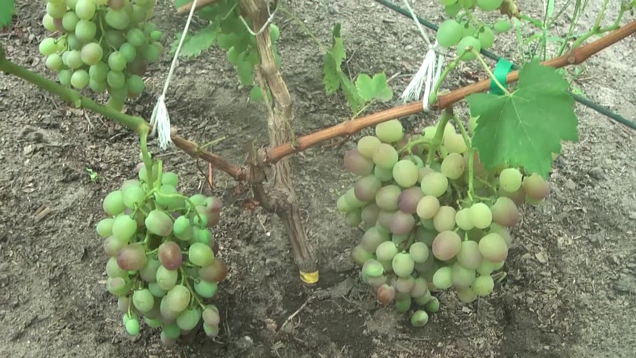 Winnica Krysa w sierpniu cz. 2