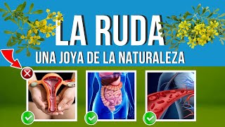 La RUDA y sus Beneficios MEDICINALES 🌿 Usos ASOMBROSOS y CUIDADOS 👀