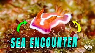 Unique Looking Sea Nudibranch Underwater Encounter by ViralSnare Rights Management 1,740 views 3 days ago 12 seconds
