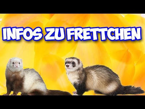 Artgerechte Haltung von Frettchen! Frettchen als Haustier! Infos und Tipps!!