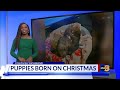 Pregnant dog saved from brutal freezing outdoor conditions gives birth to 9 healthy puppies christm