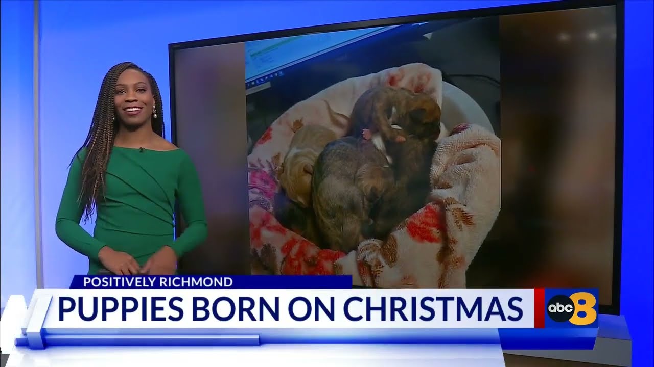 Pregnant dog saved from brutal, freezing outdoor conditions gives birth