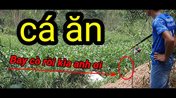 CÂU CÁ TRA SÔNG//ĐIỂM CÂU HUYỀN THOẠI LÚC NÀO CŨNG CÓ CÁ ĐỂ CÂU//Hải tivi